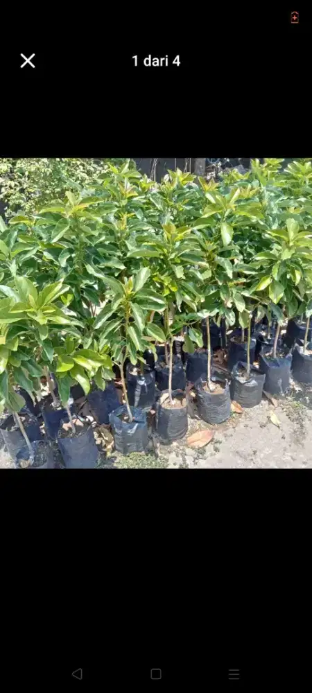 Bibit apokat  ungul