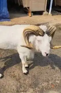 domba garut jantan 2 tahunan tanduk melingkar koleksian manteb ganteng