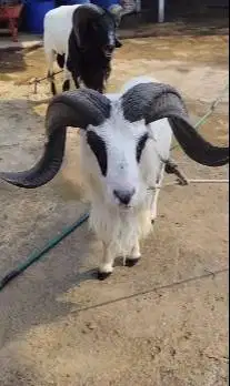 domba garut jantan