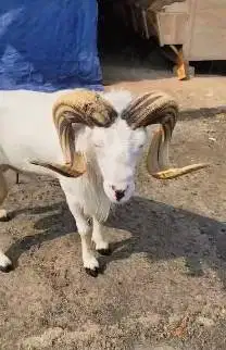 domba garut jantan 2 tahunan siap pemacek tangguh koleksian manteb top