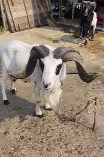 domba garut jantan 2 tahunan siap pemacek tangguh koleksian manteb top