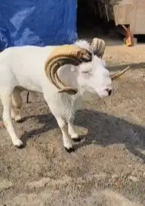 domba garut jantan 2 tahunan siap pemacek koleksian manteb rawatan top