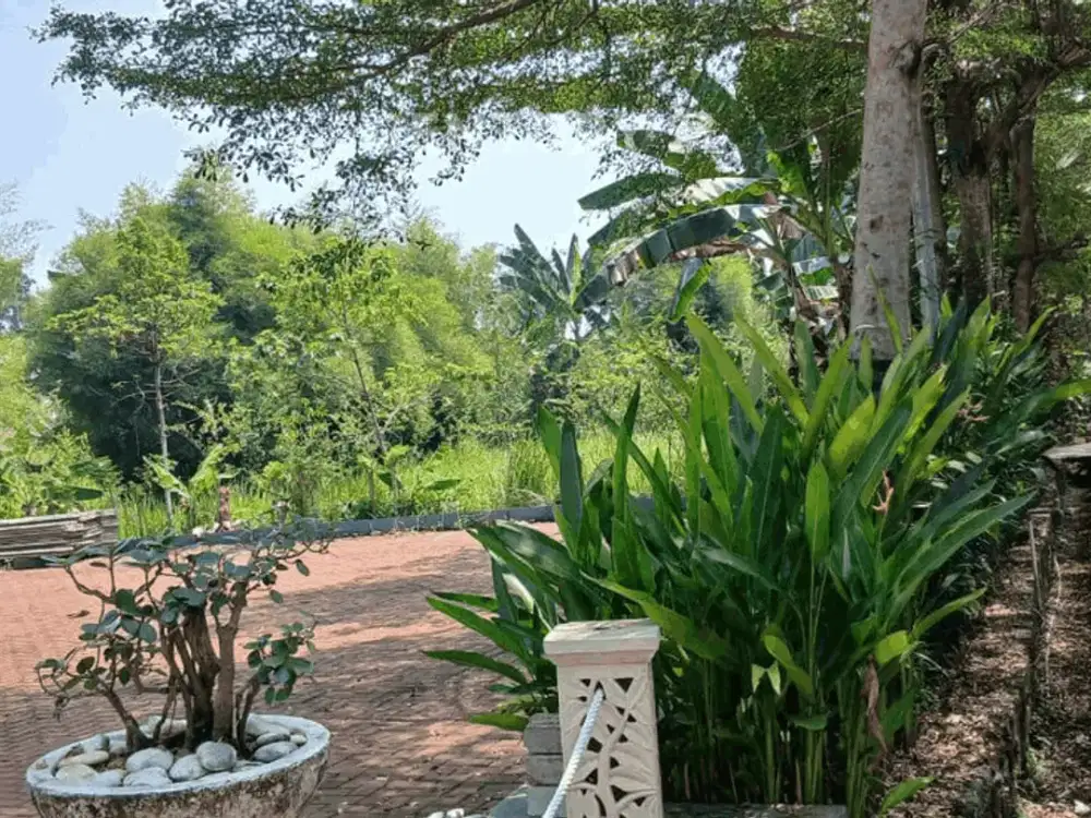 Tanah Dekat IPB Di Jl. Alternatif IPB Cikarawang Dramaga Bogor