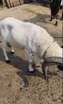 domba garut jantan 2 tahunan pemacek tangguh koleksian rawatan kandang