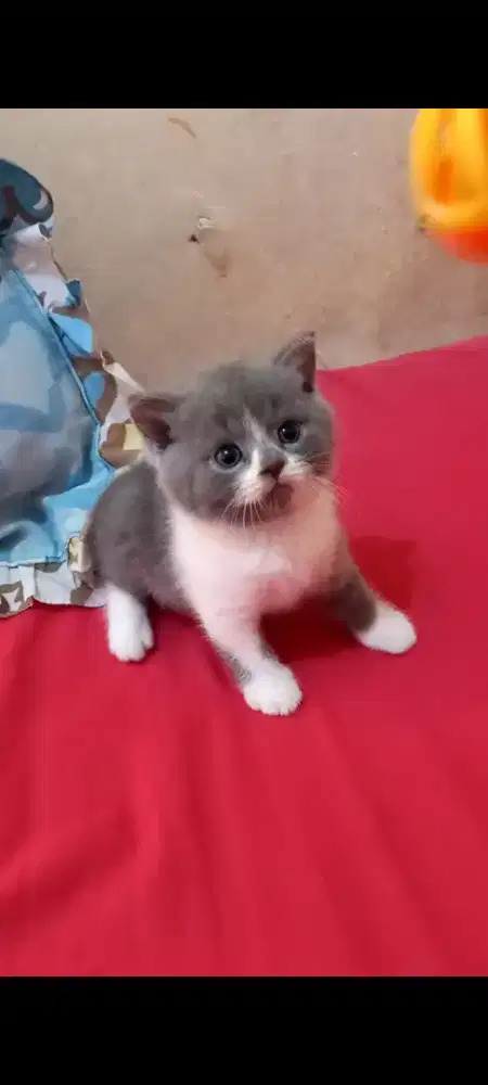 Brithis shorthair kitten