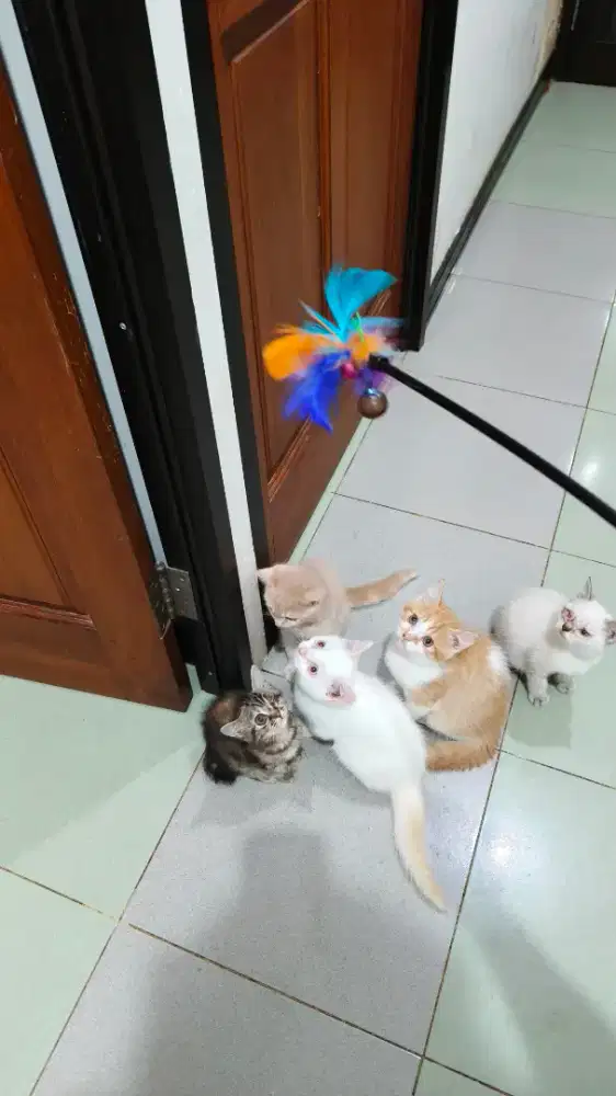 kitten BSH usia 3bulan