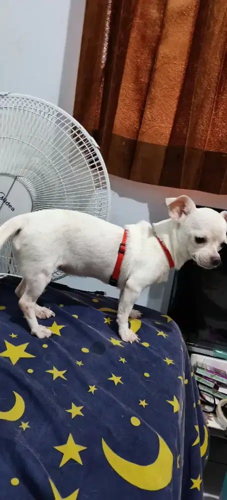 Chihuahua chihuahua