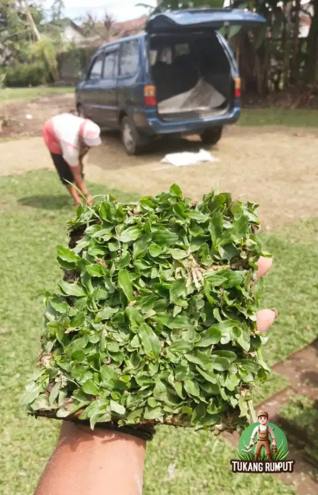 Rumput gajamini itunganya permeter persegi