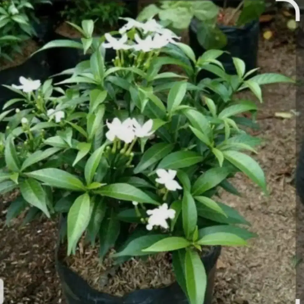 Taneman bunga Sabrina mini/bunga melati buat penghias taman