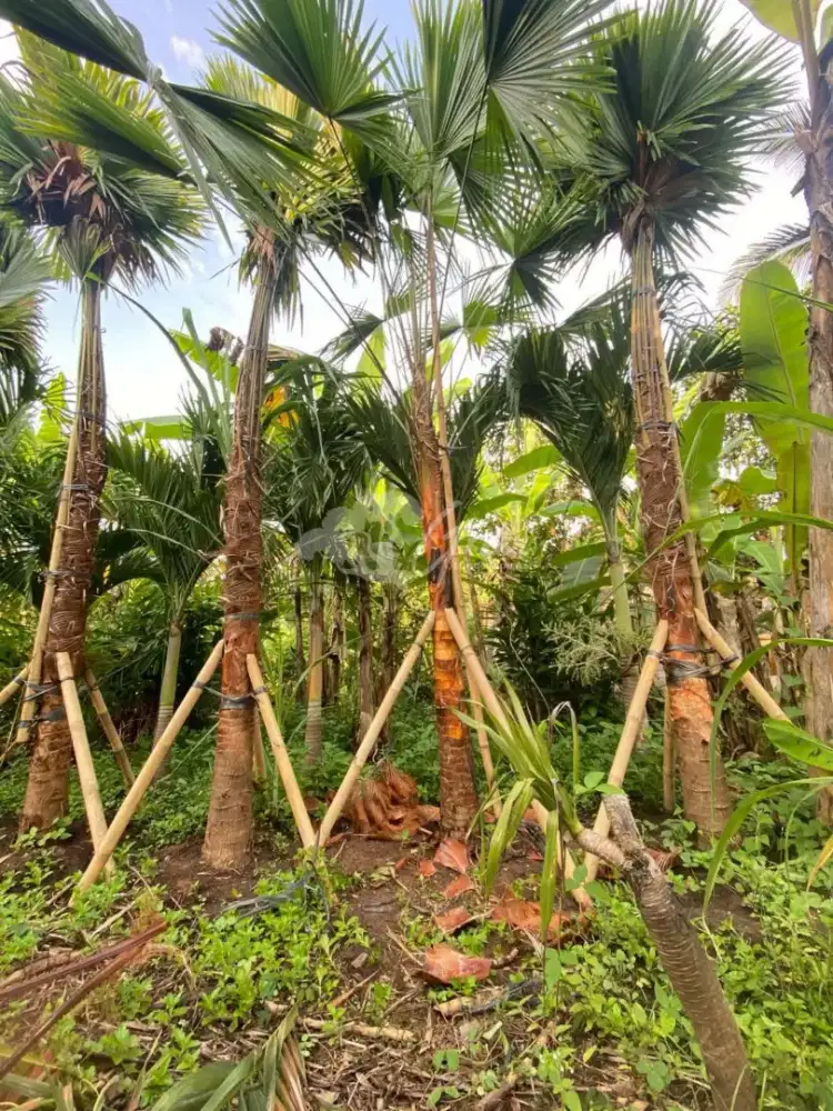 Pohon palem Sadeng ukuran tinggal requs aja