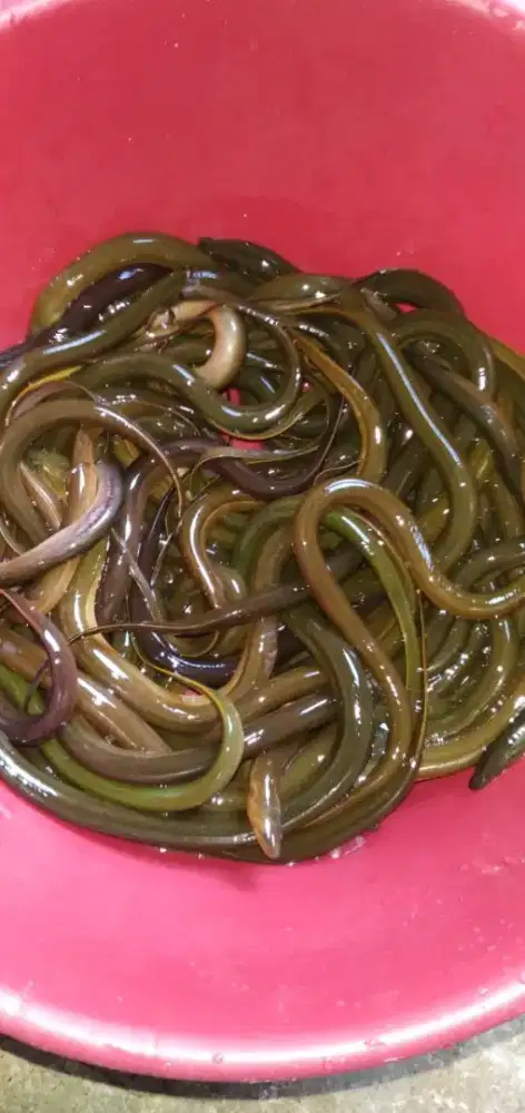 Bibit belut unggul