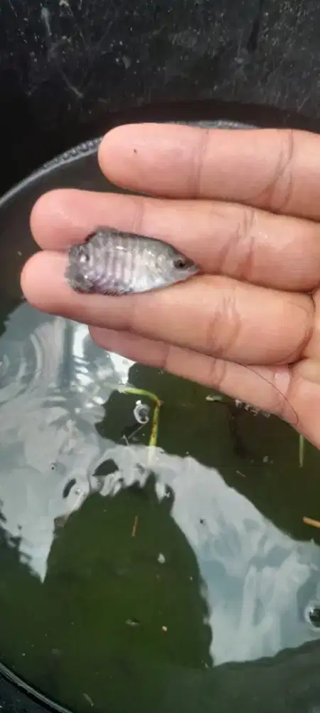 Bibit gurame berkualitas