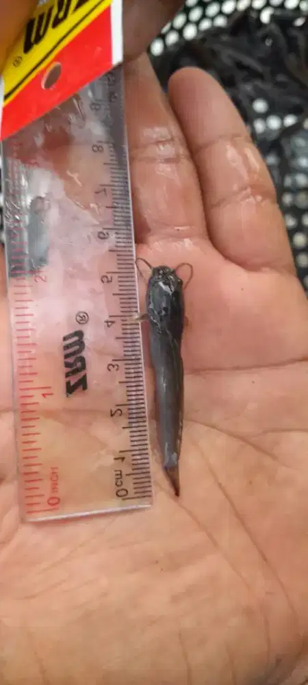 Bibit Lele unggul