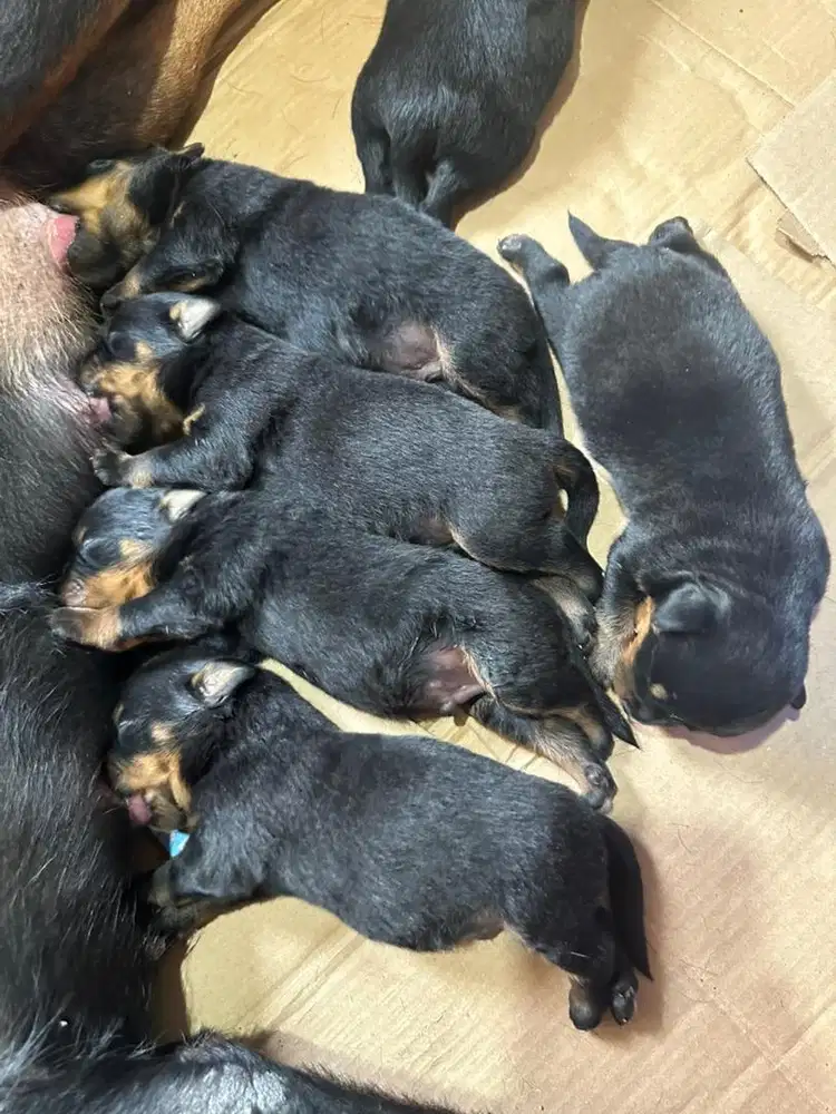 Puppies Rottweiler