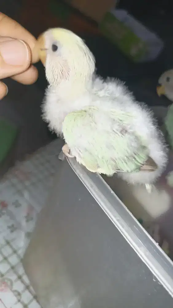 Baby lovebird NK mutasi