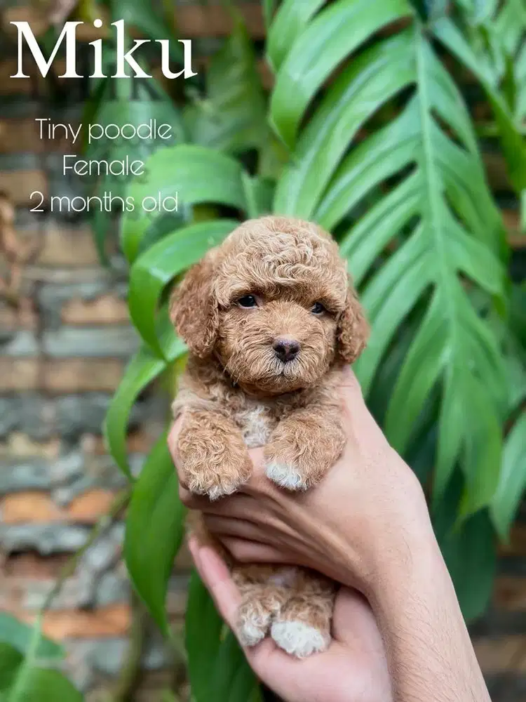 tiny poodle betina