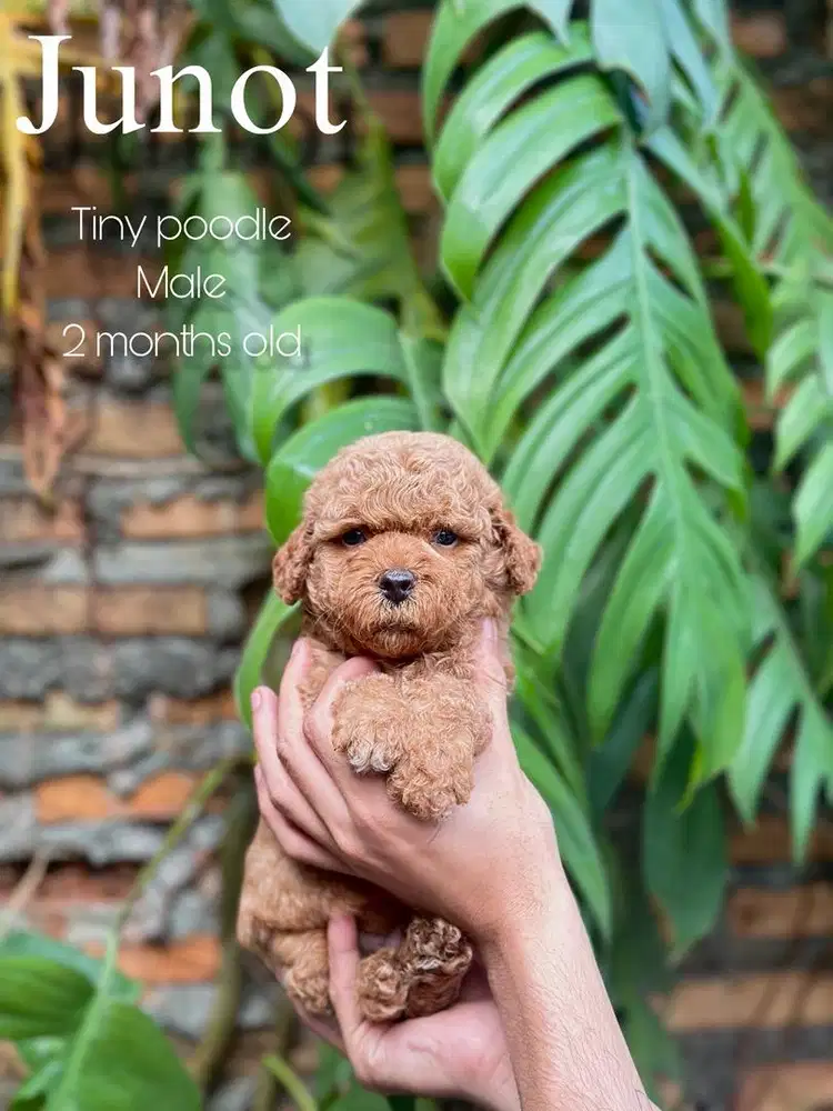 Tiny poodle jantan