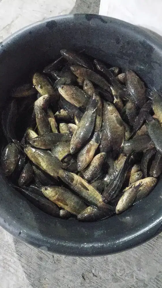 Ikan pepuyu iwak papuyu hidup