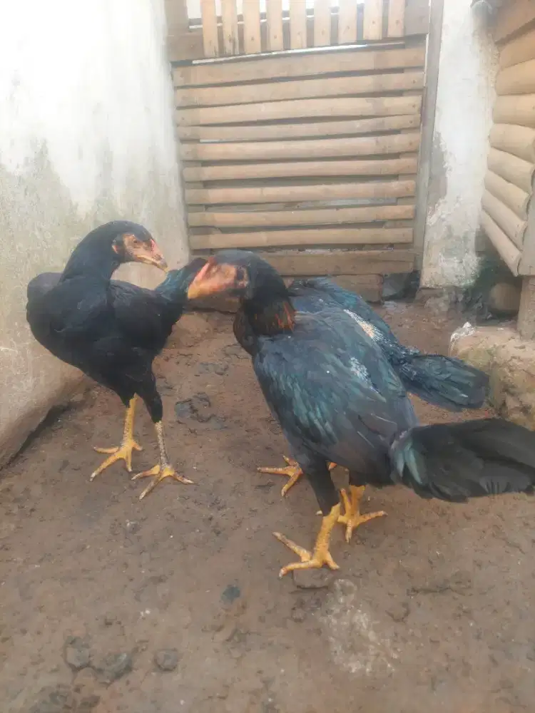 Ayam Dere KoyTrad x Mangon