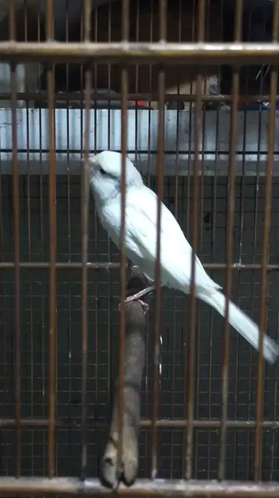 Burung kenari AF gacor