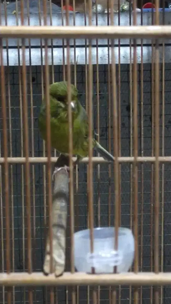 Burung kenari AF gacor