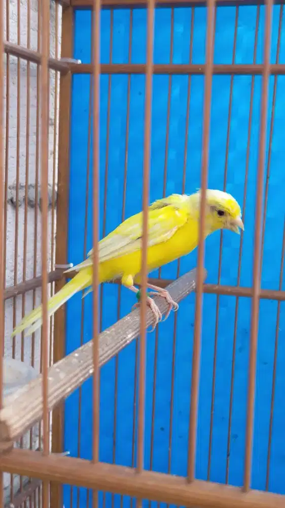 Burung kenari AFsf betina