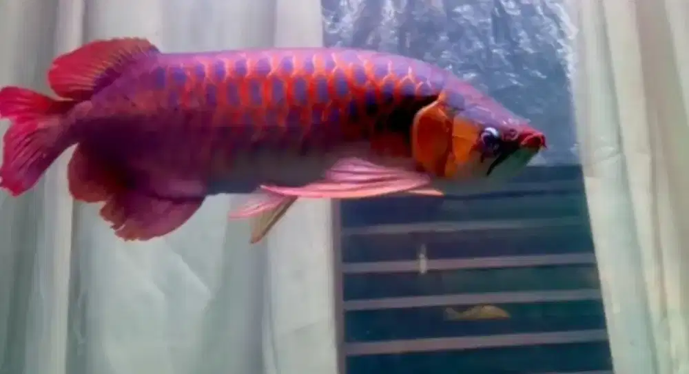 Arwana super red