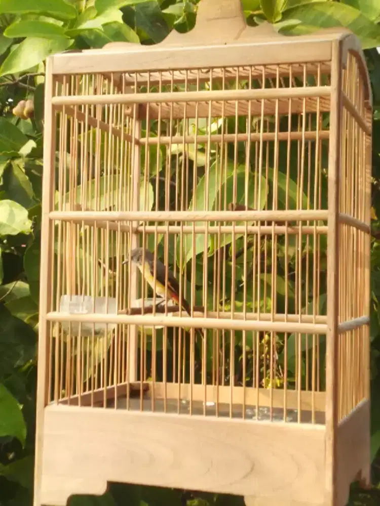 Burung mantenan kecil bt/tt