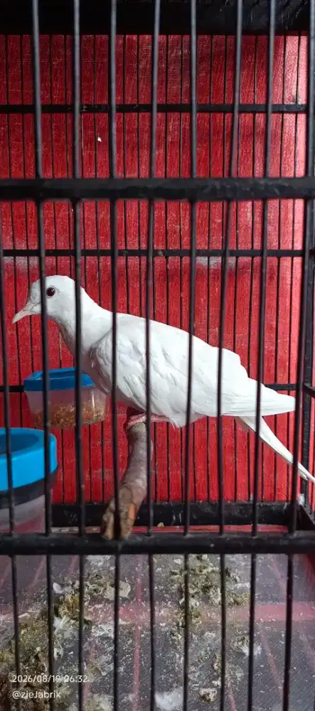Burung puter putih gacor
Jinak pake ring
Mahar 150 Burja