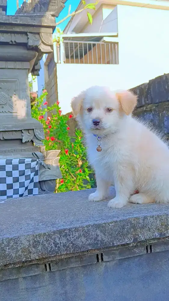 Anakan mix mini pom