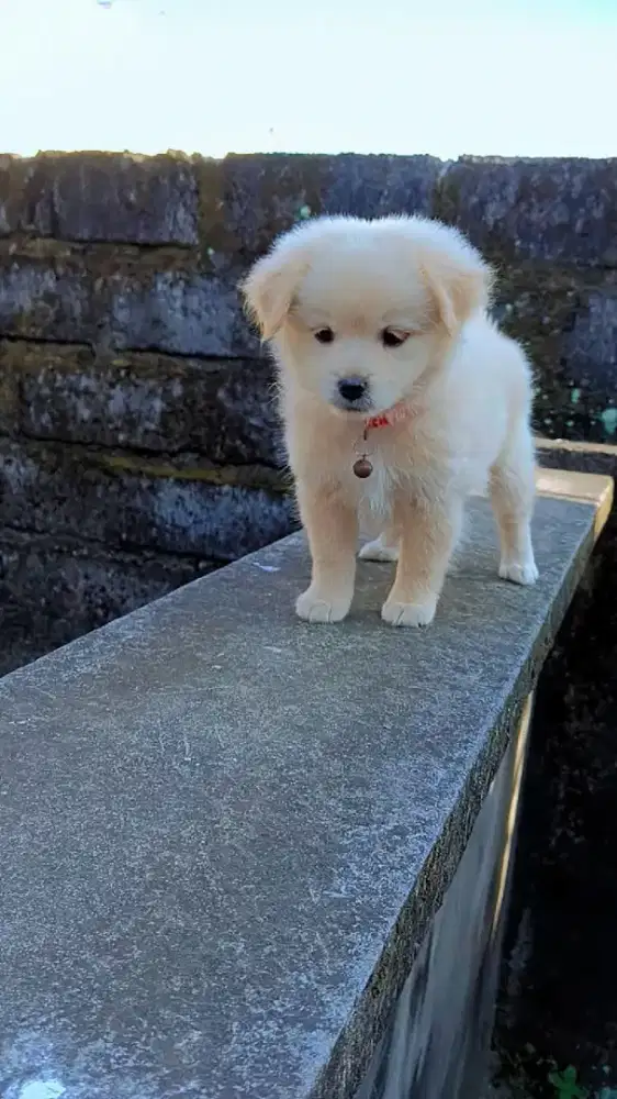 Anakan mix mini pom