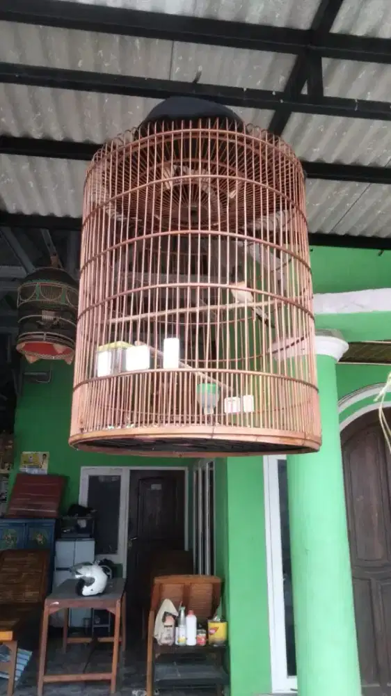 Murai Betty/ cewe fullset
