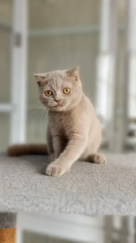 Scottish single fold