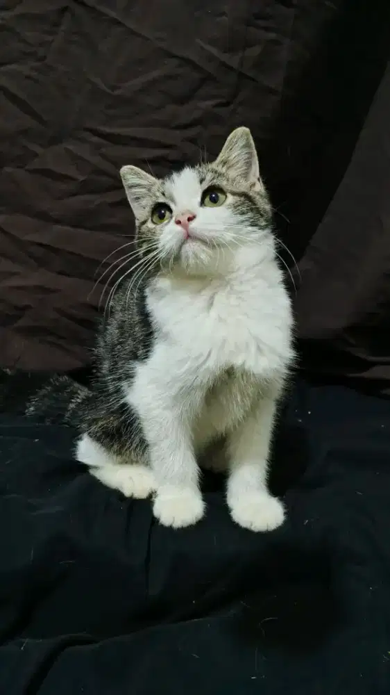 Anak Kucing Kitten BSH British Shorthair