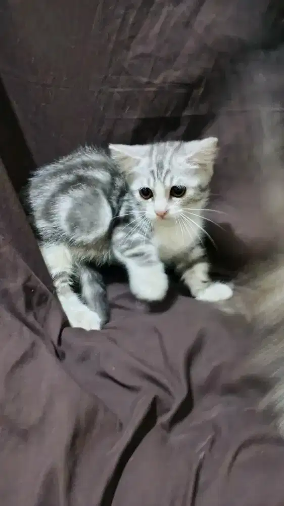 Anak Kucing Kitten Munchkin British Shorthair
