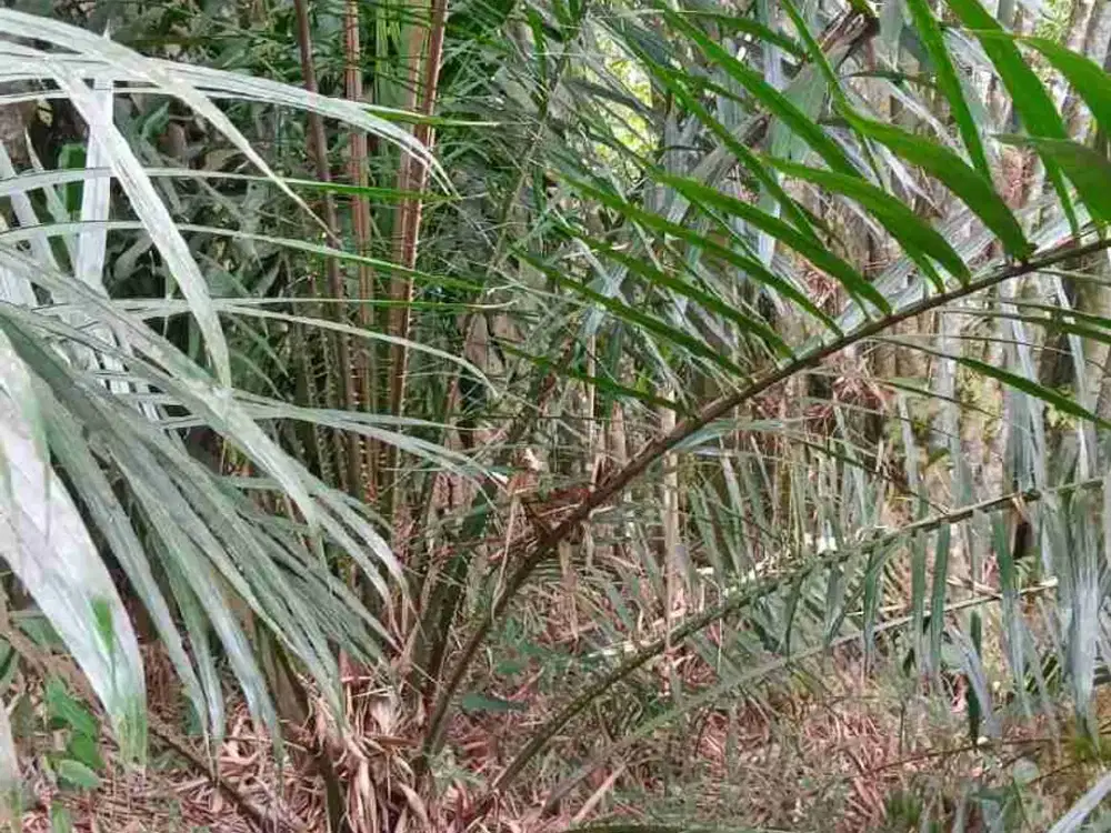 Jual kebun sawit 
Luas 1.559 meter (SHM) 
Jumlah pohon 40 pohon usia 4 tahun up. 
Mulai berbuah.
