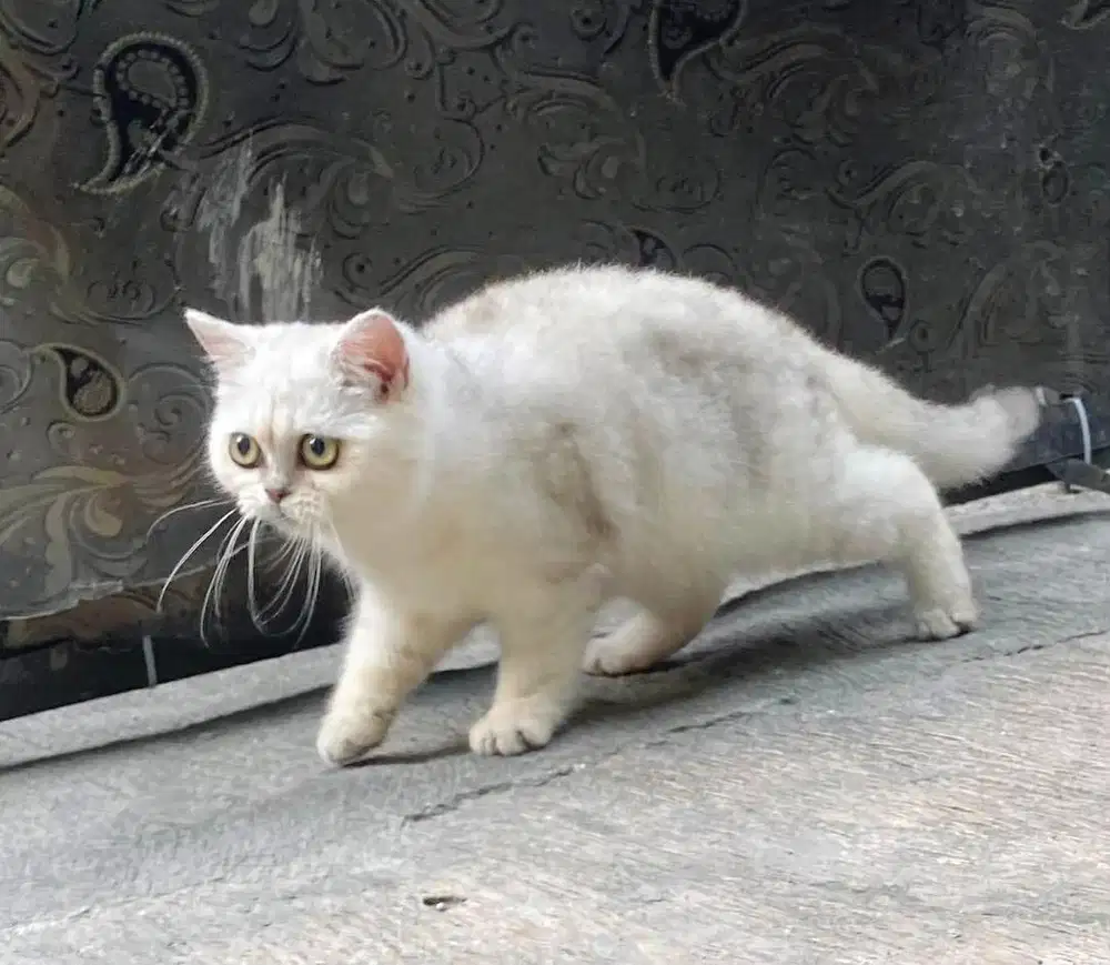 Kucing British Shorthair