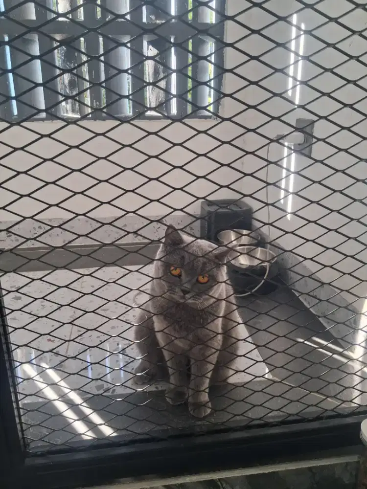 Britis shorthair