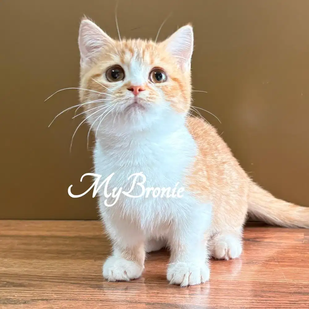 Kucing munchkin british shorthair