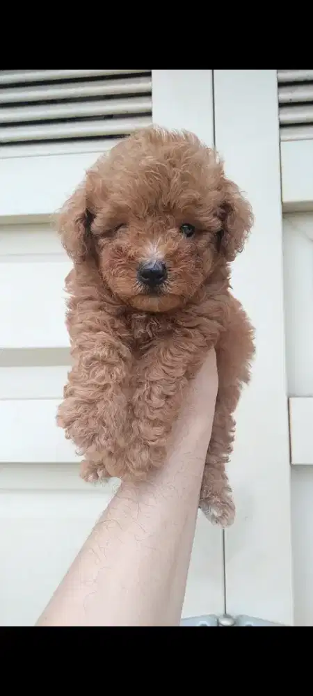 Anjing tinny poodle
