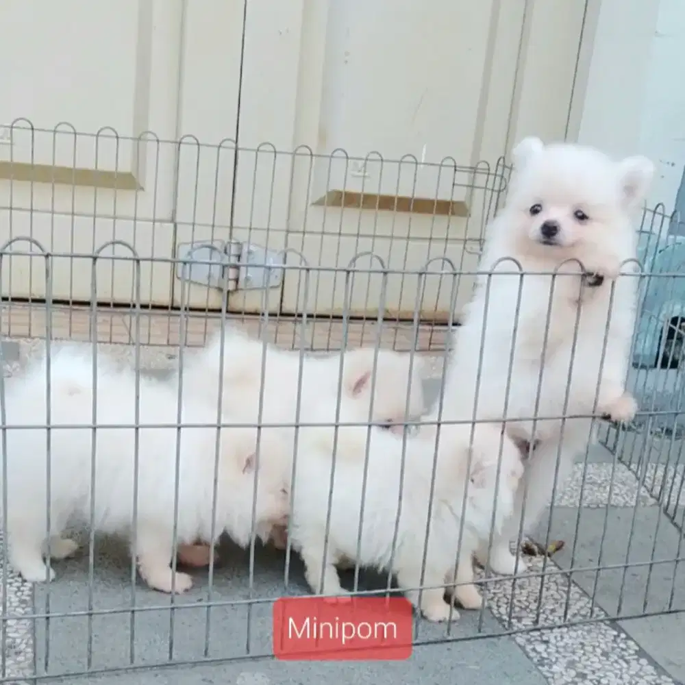 Anjing Minipom broken white