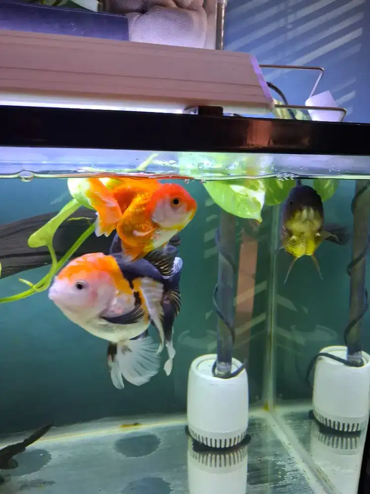3 ekor Ikan koki Oranda