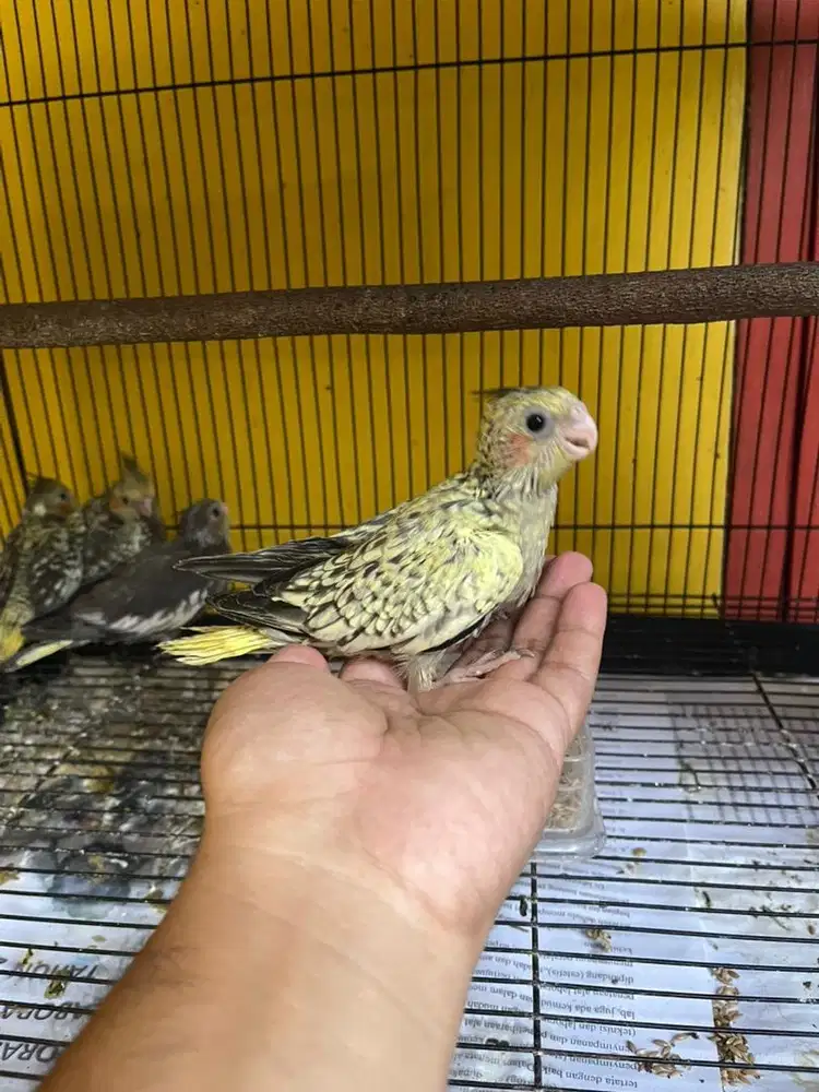 Falk cockatiel parkit australia