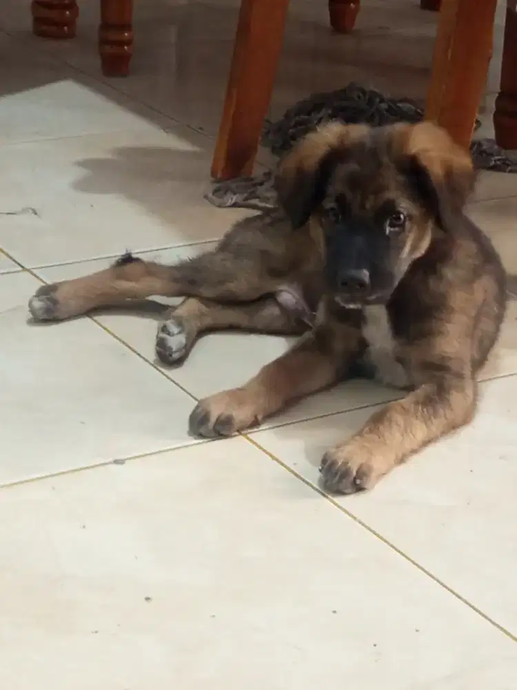 Dijual anjing kampung sehat dan gemuk