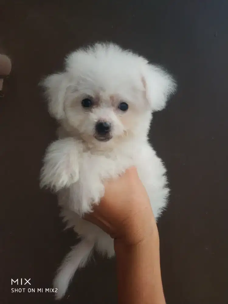 Anakan Bichon Female