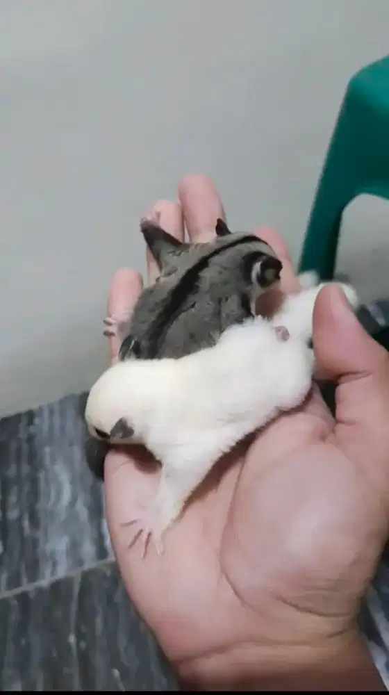 Jual cepat Paket joy sugar glider white mozaic x gray