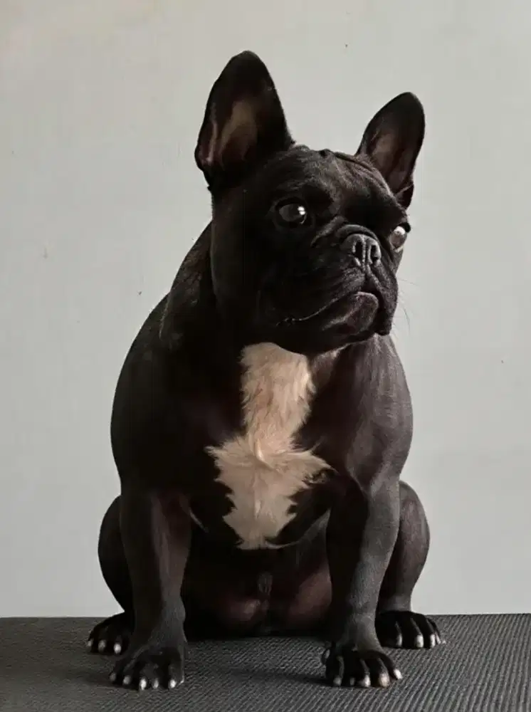 French Bulldog betina