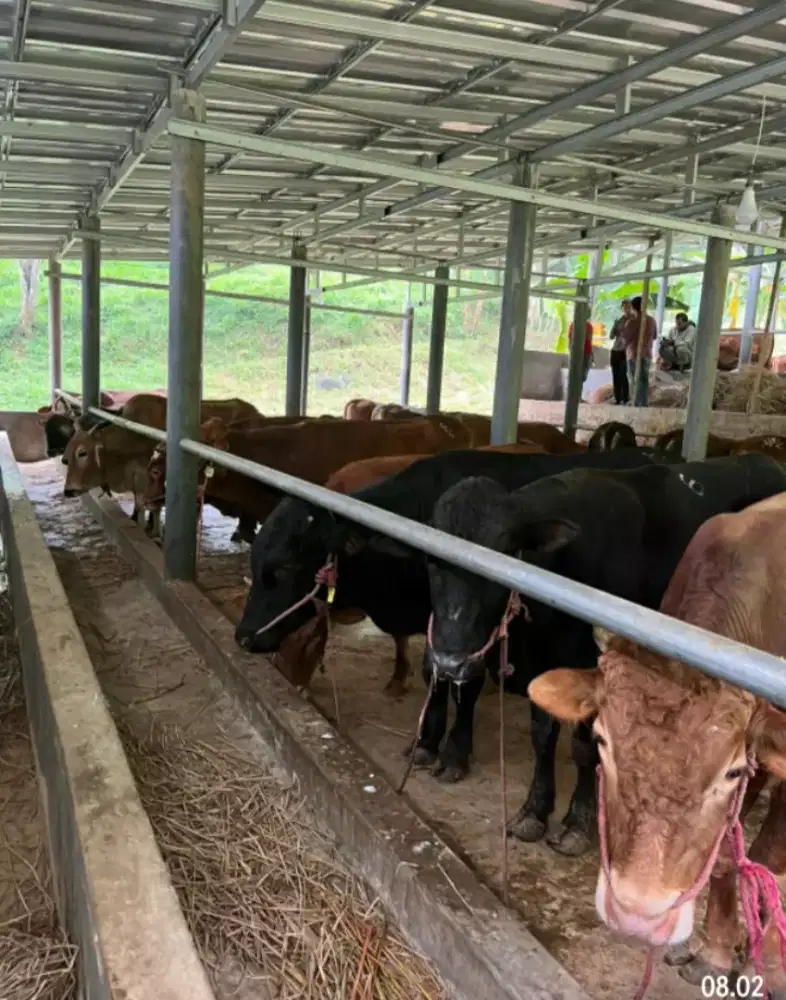 LAHAN & KANDANG SAPI
