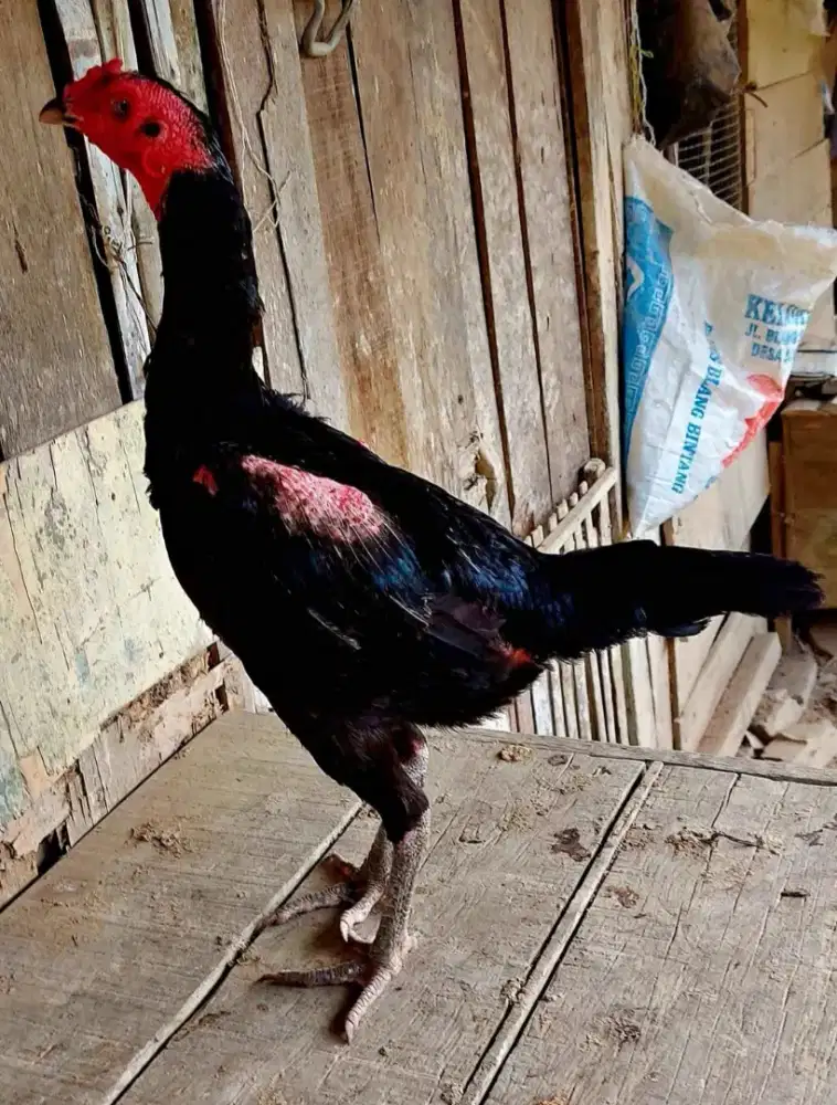 Induk pakhoy ori barang super mewah vidio ready