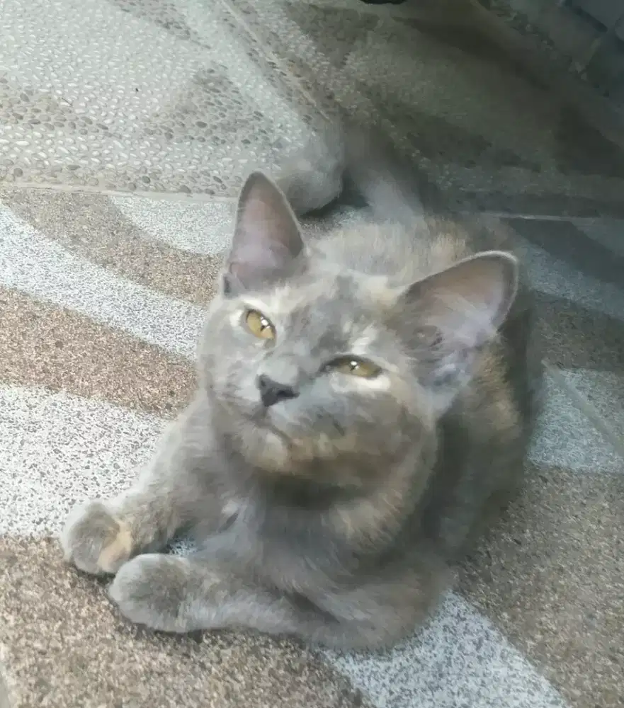 Tortie 4 bulan up betina